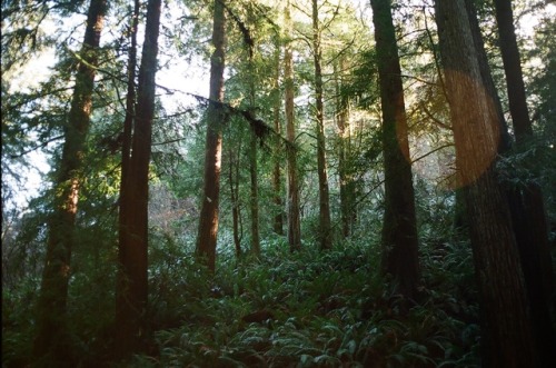 90377: Redwood forest by Lauren  