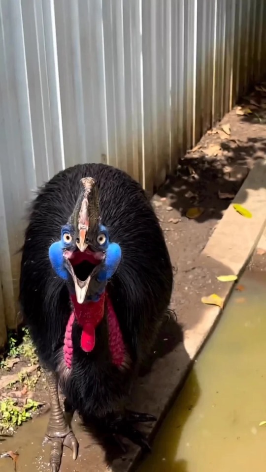 Cassowary Appreciation Post