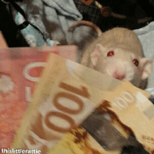 #cute from This Little Rattie