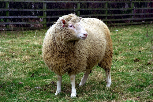 The life of Dolly the sheep20 years ago today - Dolly the sheep was born (5th July 1996) We tak