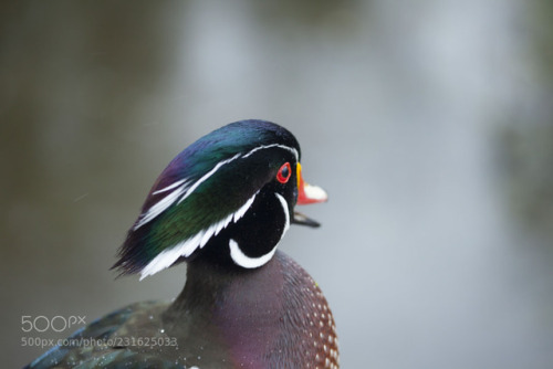 In the wind by Andre_Villeneuve