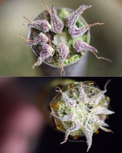 thebudtendersociety:  Always a spectacular piece of art when it comes to twaxing and @shesmokesjoints  Give her a follow for great cannabis photography   Http://youtube.com/thebudtendersociety 