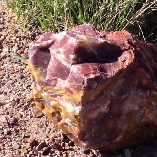 starcunning:Today we went to the Petrified Forest!(1/3—petrified wood)