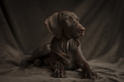 noticiero:  Puppy Portrait by JacquiJR 