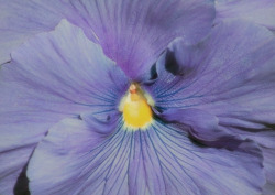 spiritofthemeadow: purple petals ig 