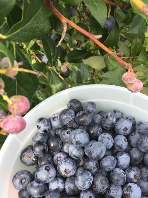 inkstainedleaves: i love the dusty look of fresh blueberries