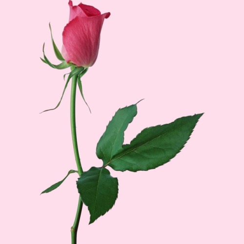 novice-heartbreaker: roses moodboard
