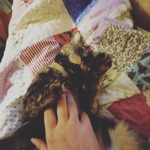 thesteampunkbuddha:Awww the Kashi snuggles &lt;3 #crazycatlady #caturday @mostlycatsmostly