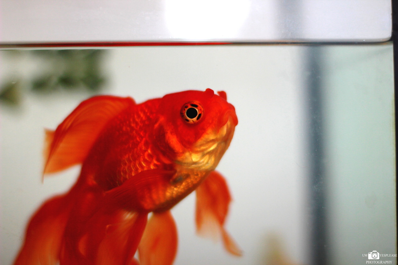 Even after keeping goldfish for around seven years now, they still amaze me. They are amazing creatures, and they continue to teach me so much.
Evangeline has been looking so poorly these last few days … lethargic, bottom-sitting, not eating, not...