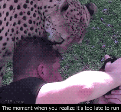 writerman-js:  Cheetah-licks-photographer