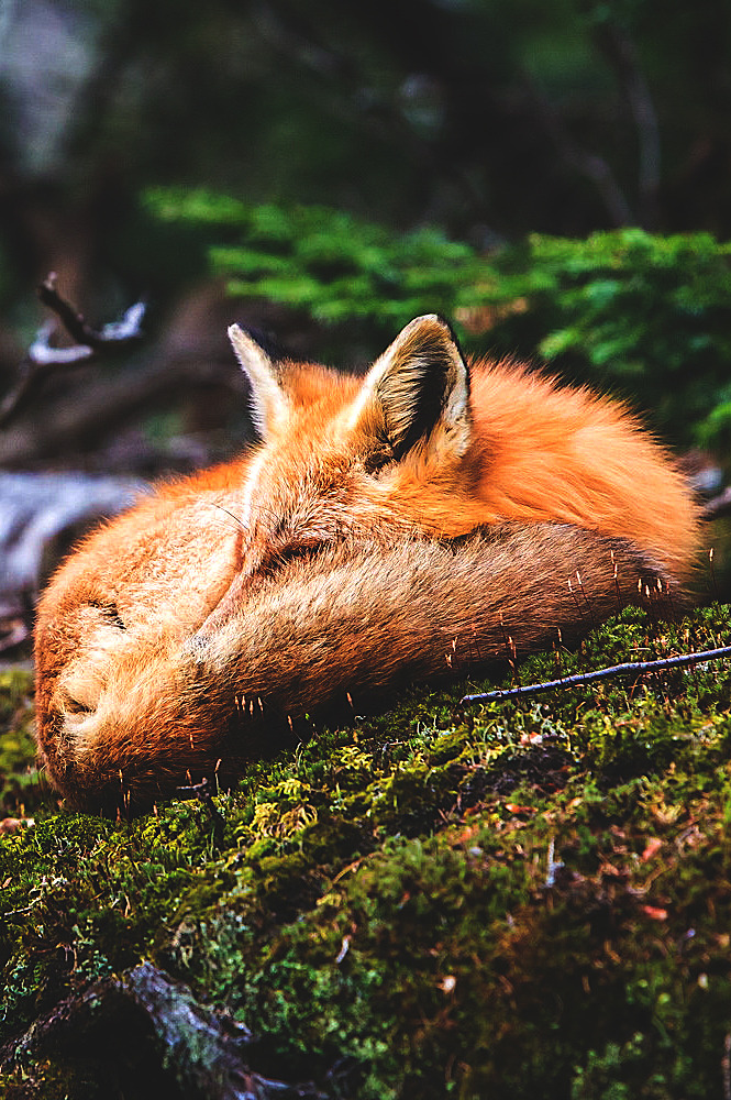 wavemotions:Sleeping Beauty by Wesley Liikane