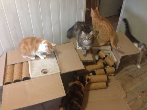 mostlycatsmostly:ripperblackstaff:Look at the big fucking ass cat tree i’ve just built !!!! *proud a