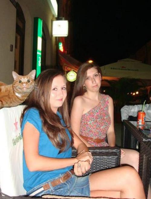 Porn photo wolf-ofwinter:  OLHA A CARA DO GATO KKKKKKKKKKKK