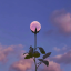 star--garden