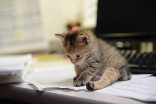 catsbeaversandducks:  A little furry crew member: a tiny rescued kitten prowls around TV station. KENS 5 & Kens5.com employees found quite the cute surprise hiding under a vehicle in their back parking lot. The precious kitten was about a week old