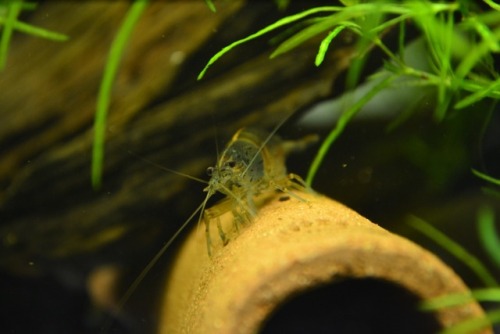cobitoidea:Berried amano shrimp. Too bad eggs will not hatch in freshwater.