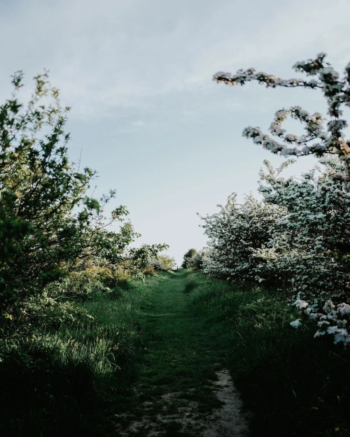 Walks through the countryside…thewildwoodmoth