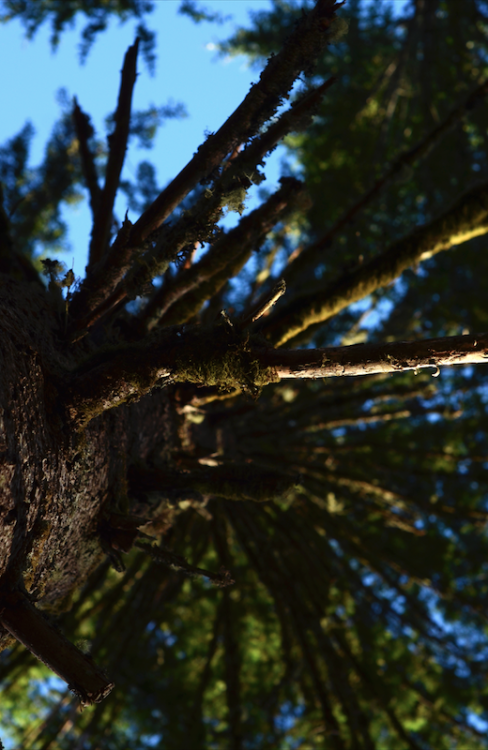 Oregon, USA.Summer 2016Instagram