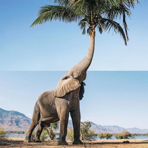 itscolossal:More: New #ComboPhoto Mashups from Stephen McMennamy