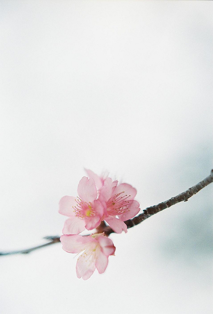 drxgonfly:  blooming (by **mog**)
