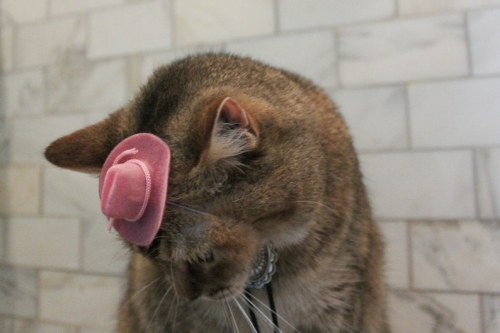 Mini Pink Cowboy Cat Hat By AristocatHats 