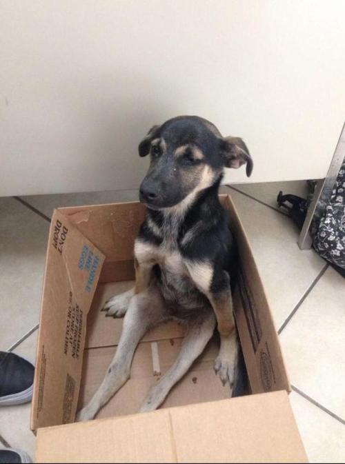 awwcutepets:My friend found this dog on pet finder. His name is frank. He got adopted!