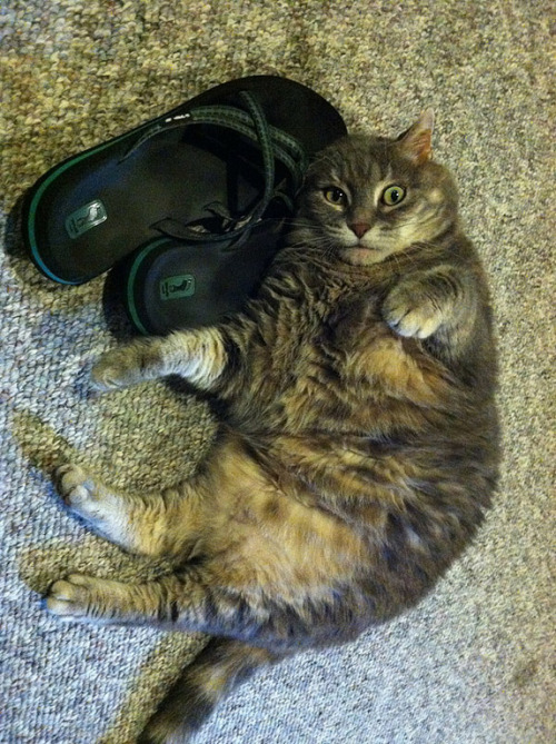 Striper loves Flip-Flops (via Michelle Basch)