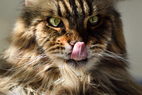 Ben the Maine Coon in striped sunlight. (Jan 2018)