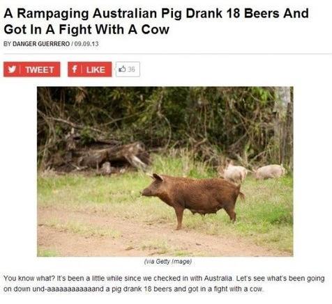 welele:  Cerdos australianos que se emborrachan para hacer frente a una vaca, lo normal ¡Cocinadlo antes de que se le baje la borrachera!