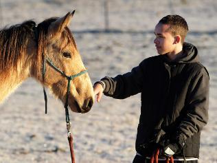 Porn equine-awareness:  Save the Brumby Horse!Australia photos