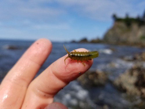 onenicebugperday: Rockweed isopod, Pentidotea wosnesenskii, Idoteidae This marine isopod is found on