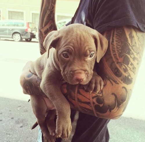 Puppies and tatted guys >>>>