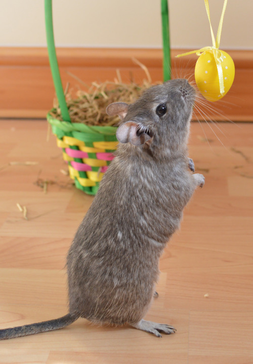 degu