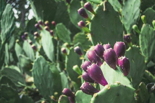 Prickly pears of Mount Lycabettus (II)