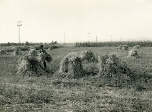 Deer Flat Wheat Field (c. 1920).  The reverse of the first photo says, &ldquo;Wheat in shock, Deer F