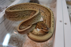 fuckyeahballpythons:  Now here’s the critter