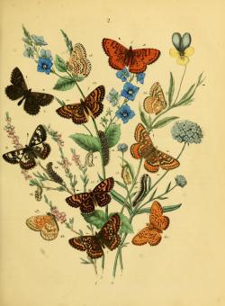 heaveninawildflower:  Plate of Lepidoptera taken from ‘Schmetterlingsbuch‘ by Friedrich Berge. Published 1863 by Thienemann‘s Verlag.Smithsonian Libraries      Biodiversity Heritage Library.  archive.org