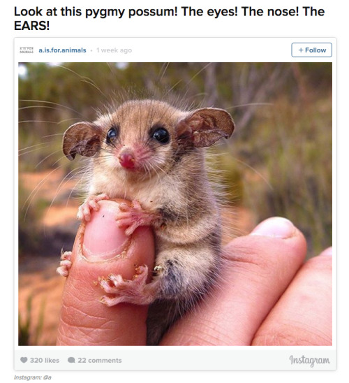 kawaii-flan:  buzzfeed:  Not all Australian animals are trying to kill you. [x]   @darkdiscipleofnyx