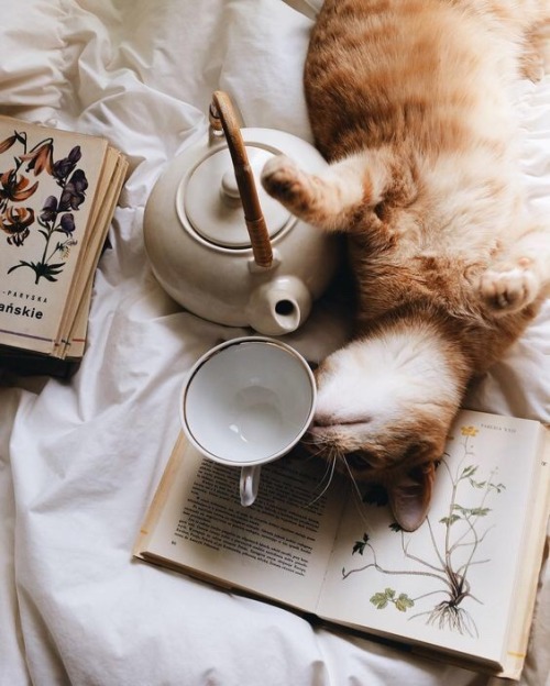 Rain tea coffee