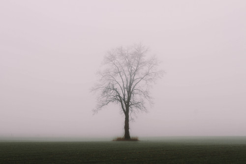 featherstonefotography: monday was a photographers dream; thankful to have survived to see more fogg