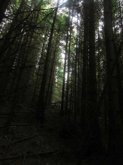 Culloden Forest part 3/3 by torradhPlease do not remove credit.