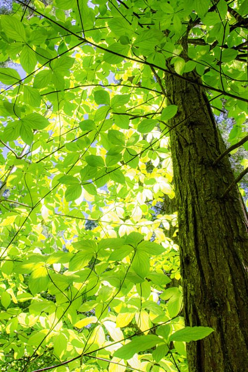 Through Leaves