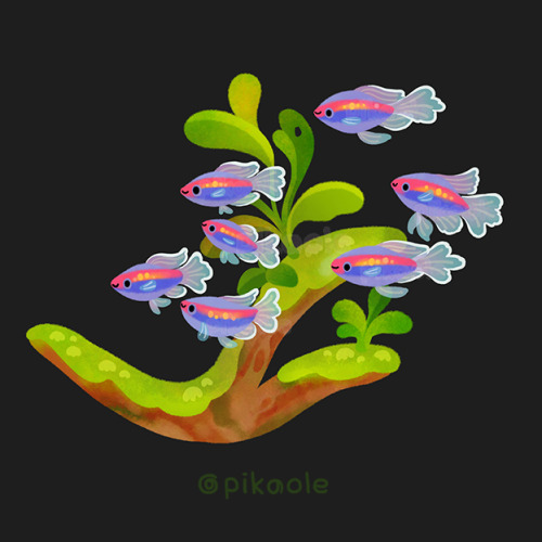 pikaole: Fresh water fish and plants [ Patreon / twitter / insta / shop / print / teepublic / LINE / Galaxy / iMessage ] 