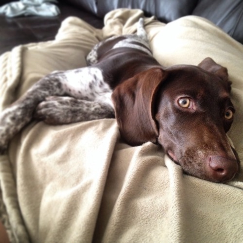 fullyframed:  My little GSP being still. This is a rare occurrence.