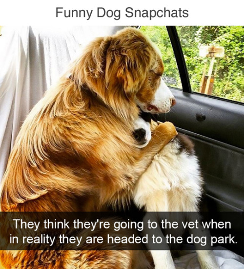 wwinterweb:Funny Dog Snapchats (see 12 more)