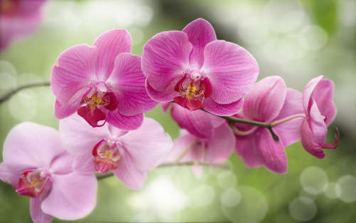 Type Of Flower (HC)