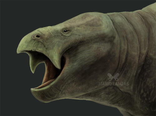 LISOWICIA from my new video on Synapsids. the largest Dicynodont we know of so far. found in Poland_