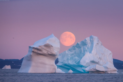 sixpenceee:Moonrise over Scoresby iceburgs. Photography by Daniel Korden.