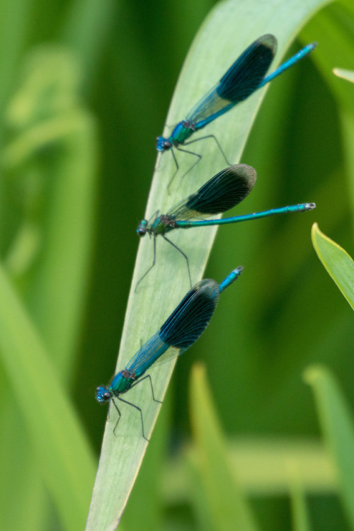 Gebänderte Prachtlibelle / Banded Demoiselle(Calopteryx splendens)Only male animals. The female