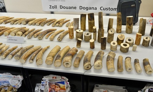 Eight suitcases full of ivory seized at Zurich airport via The Guardian Customs officials at Zurich 